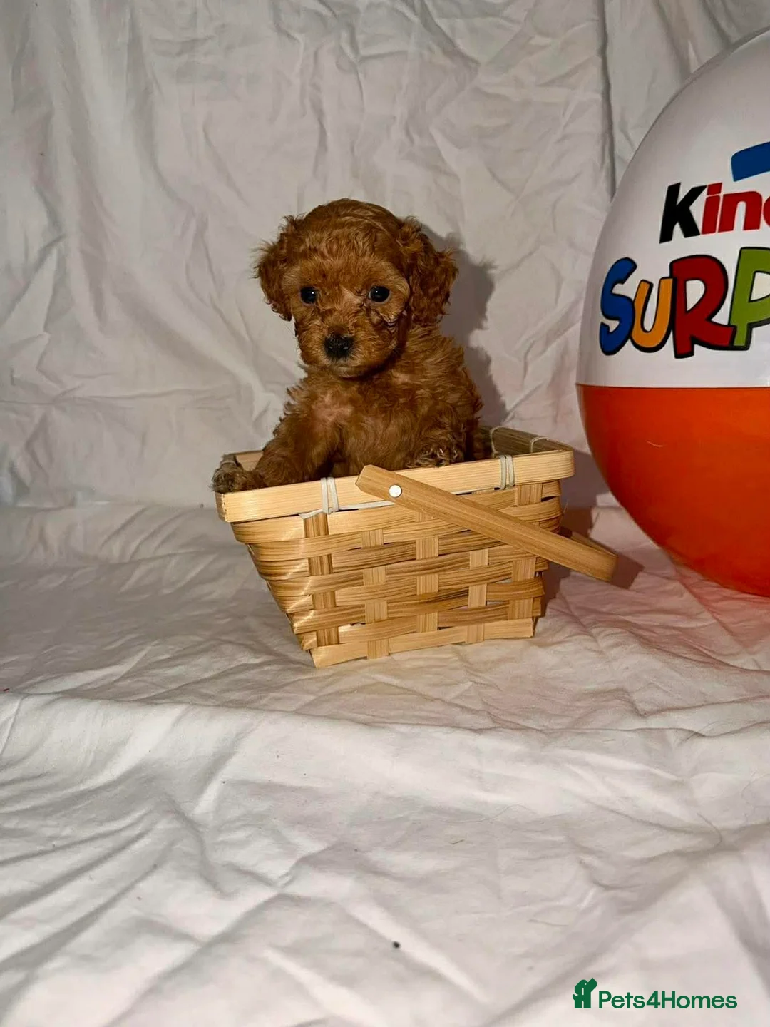 Shihpoo dogs for sale: Gorgeous little shihpoo puppys - Advert 26