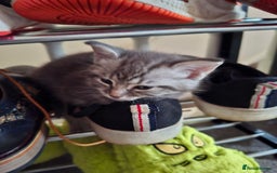 Maine Coon cats for sale: Gorgeous Maine Coon Cross Siamese kittens - Image 12