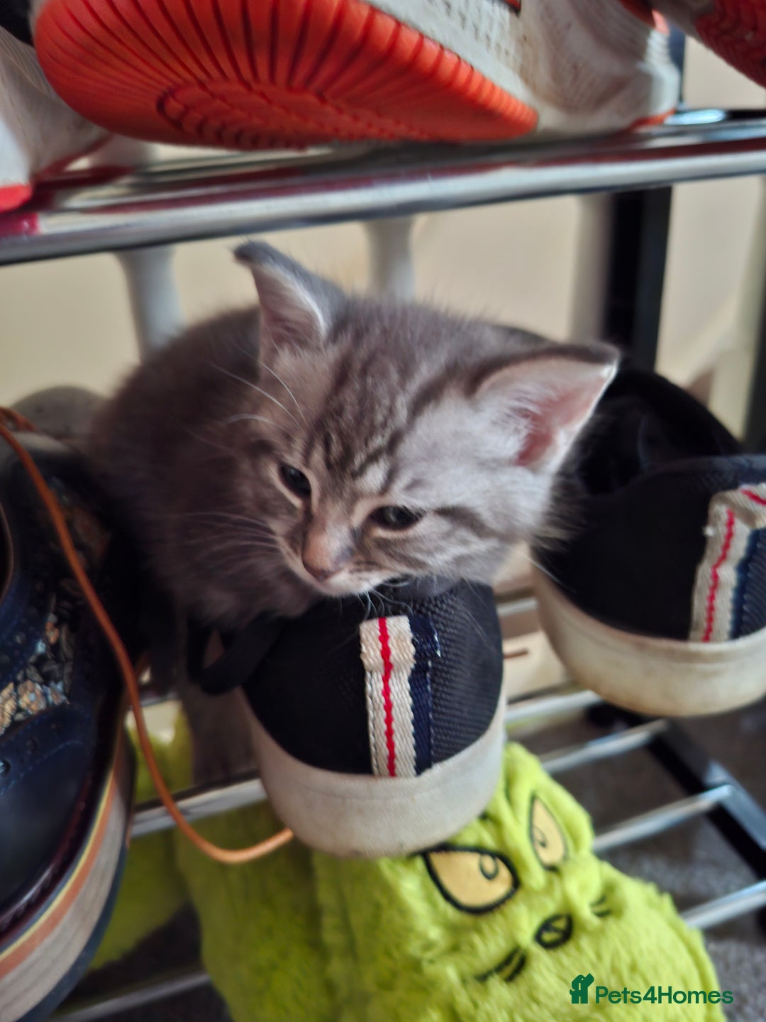 Maine Coon cats for sale: Gorgeous Maine Coon Cross Siamese kittens - Image 12