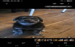 Mixed Breed dogs for sale: German sheperd x lab  - Advert 7