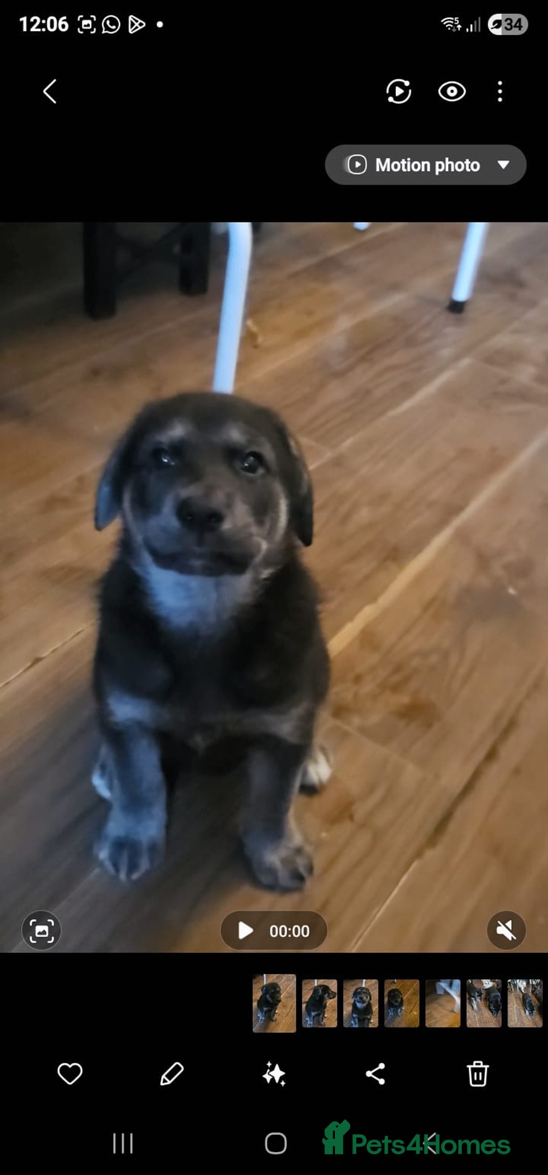 Mixed Breed dogs for sale: German sheperd x lab  - Advert 7