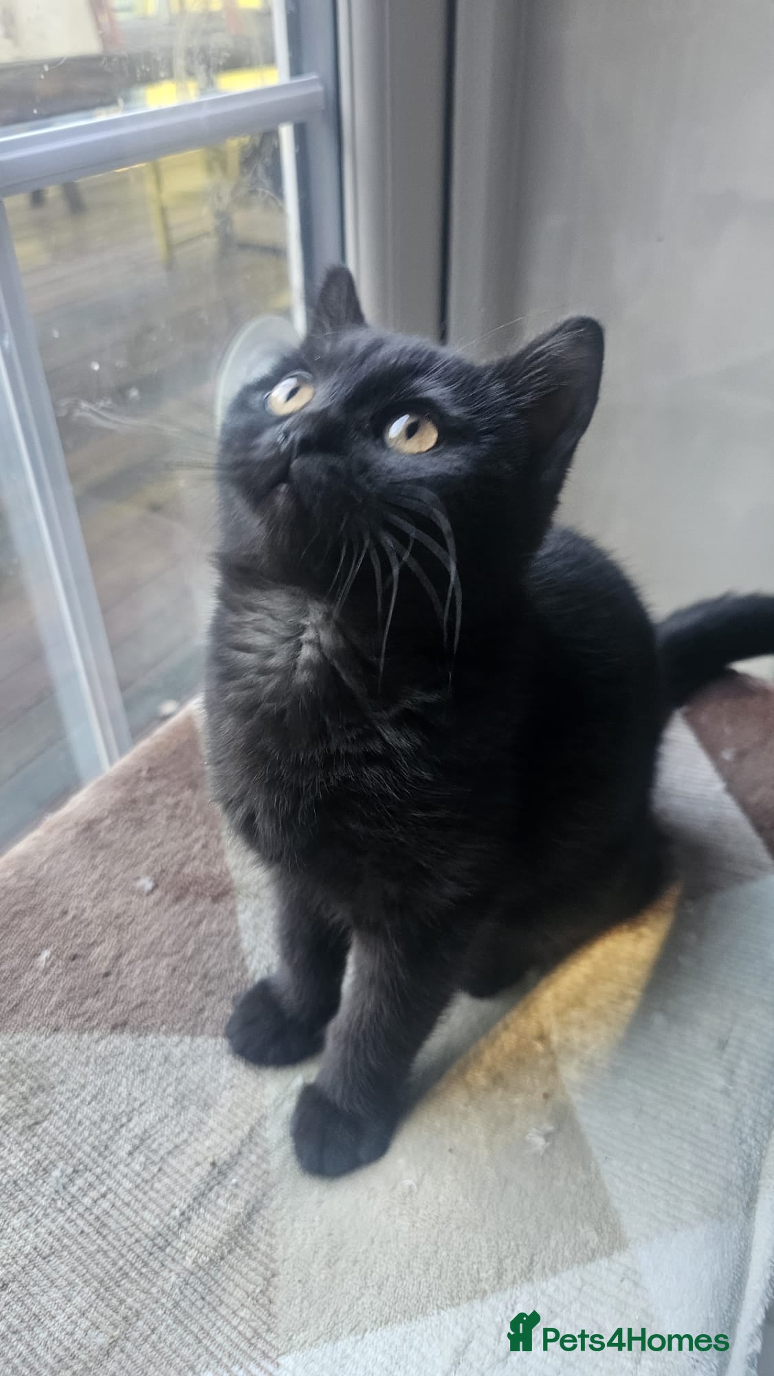 British Shorthair cats Gorgeous British Shorthair Kittens Ready Now! - Advert 14