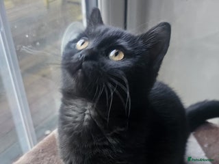 British Shorthair cats Gorgeous British Shorthair Kittens Ready Now! - Advert 1