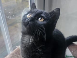 British Shorthair cats Gorgeous British Shorthair Kittens Ready Now! - Advert 2