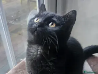 British Shorthair cats Gorgeous British Shorthair Kittens Ready Now! - Advert 18