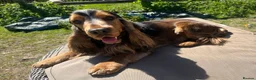 Cocker Spaniel dogs for sale: Stunning KC Pedigree Show type Cocker Spaniels - Advert 3