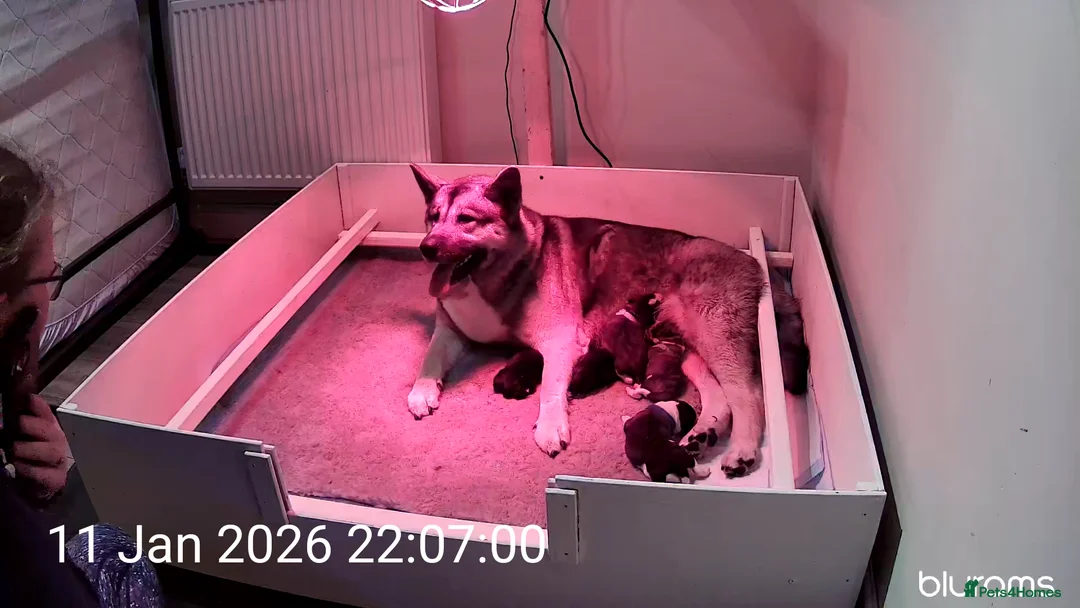 Mixed Breed dogs for sale: Beautiful saint bernard akita mix puppies - Advert 1