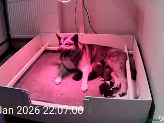 Mixed Breed dogs Beautiful saint bernard akita mix puppies - Advert 2