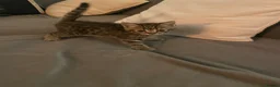 Mixed Breed cats for sale: Mixed bengal kittens - Advert 7