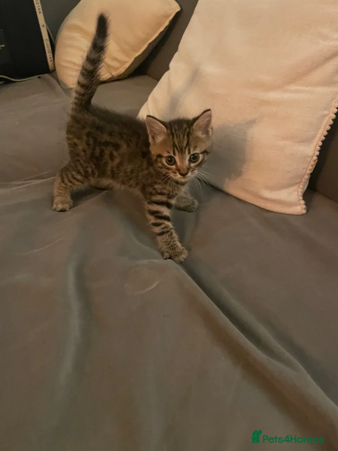 Mixed Breed cats for sale: Mixed bengal kittens - Advert 7