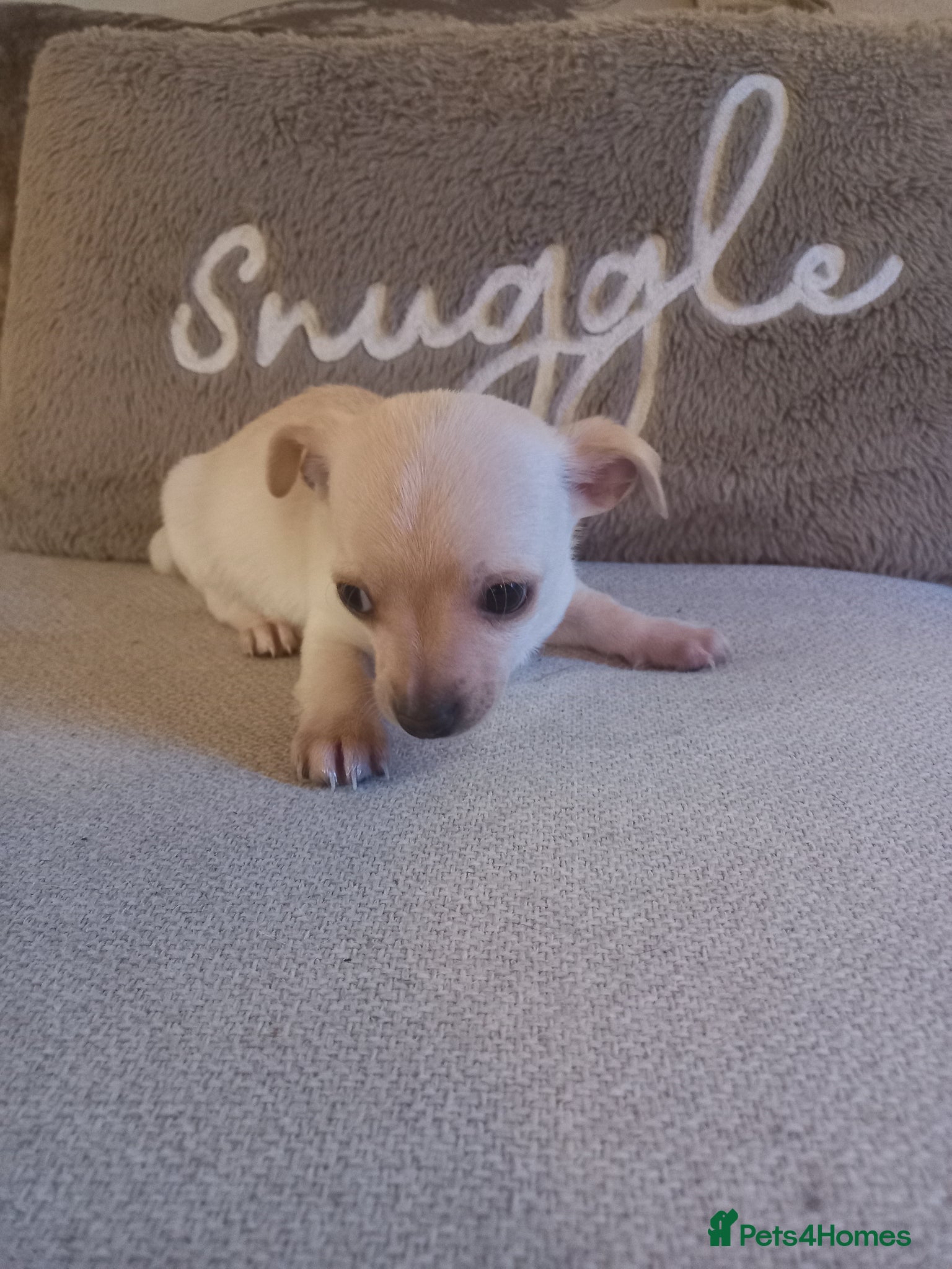 Jack Chi dogs 5 beautiful Jack chis - Advert 2