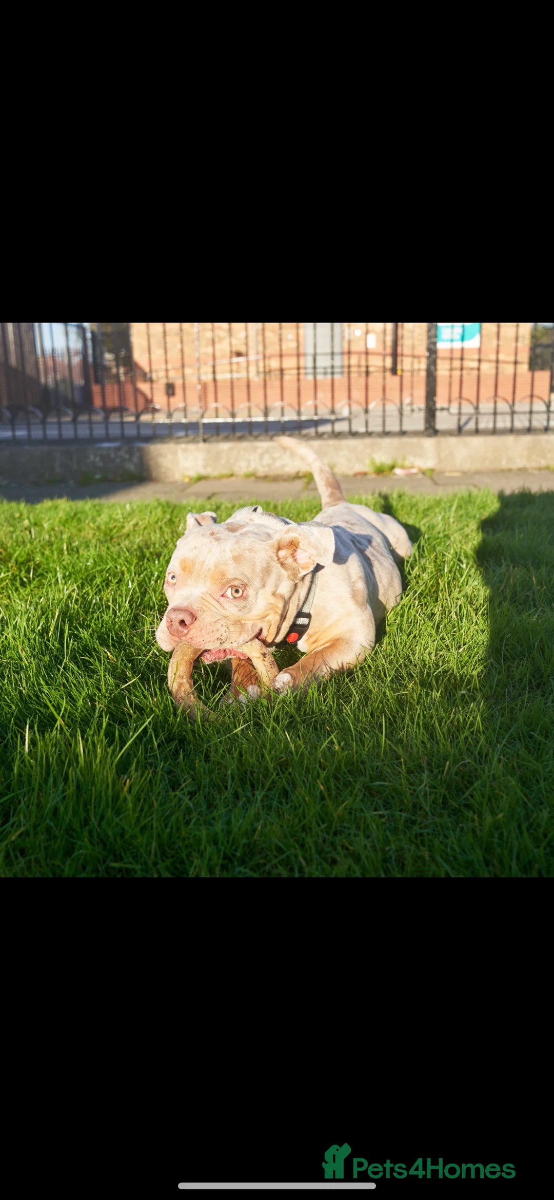 American Bully dogs for stud: Lilac tri Merle pocket bully ABKC registered in Manchester - Advert 7
