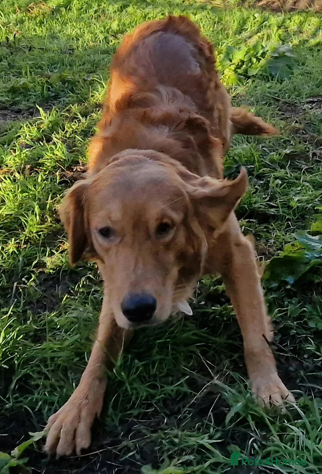 Golden Retriever dogs for stud: Red Fox Golden Retriever Stud in Merthyr Tydfil - Advert 2