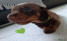 Miniature Dachshund dogs for sale: 2 Beautiful Mini Dachshunds Boys🩵💚 - Image 10