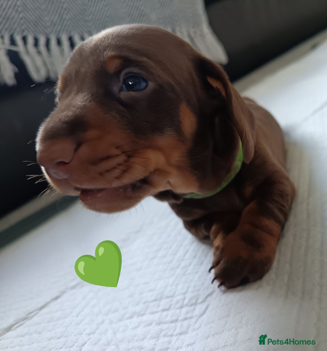 Miniature Dachshund dogs for sale: 2 Beautiful Mini Dachshunds Boys🩵💚 - Image 10