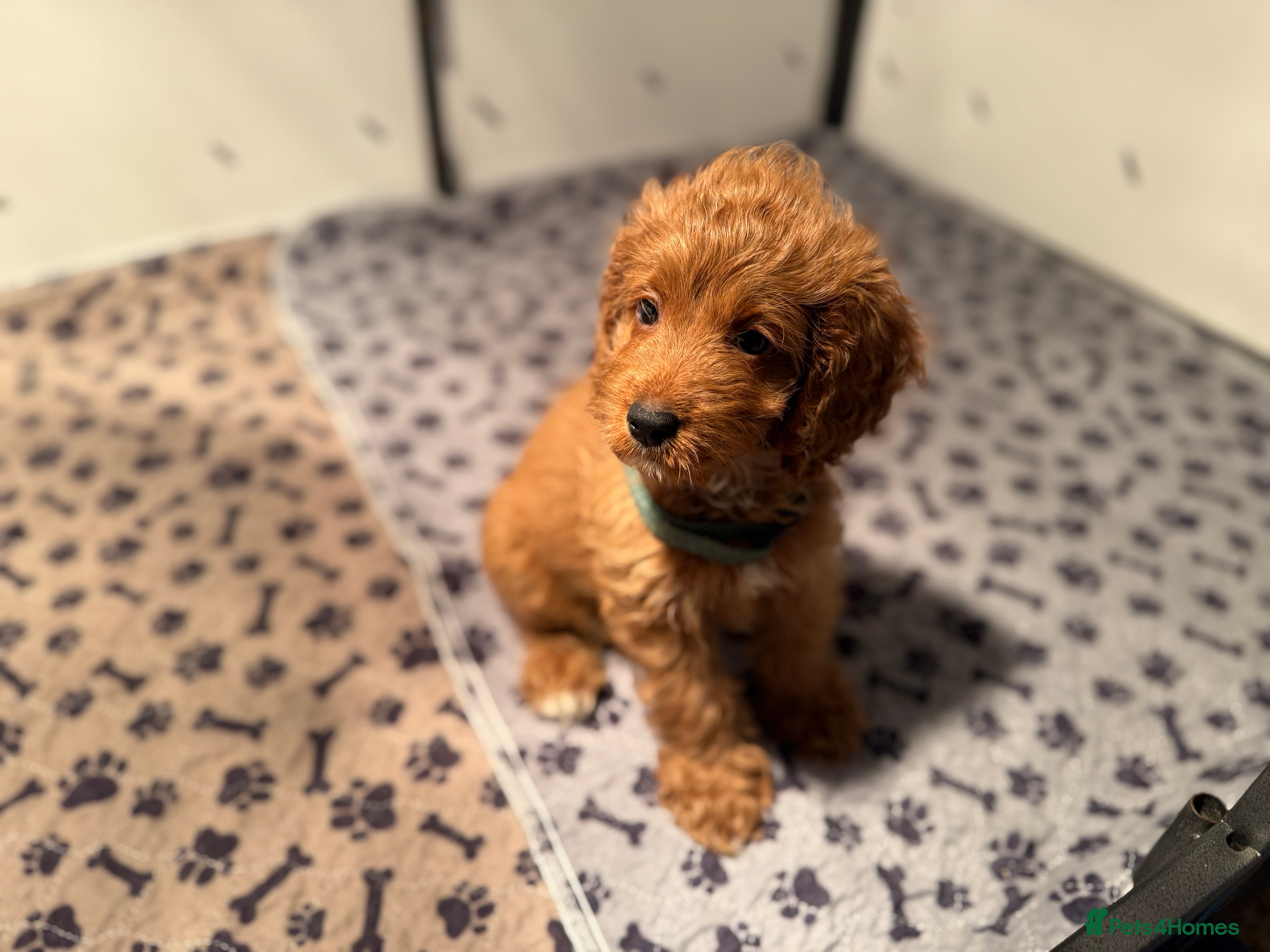 Cockapoo dogs F1 Cockapoo Puppy - Advert 16