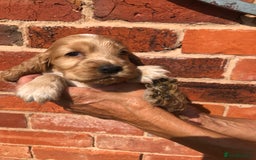 Cocker Spaniel dogs for sale: Pure beautiful show cocker spaniel puppies  - Image 16