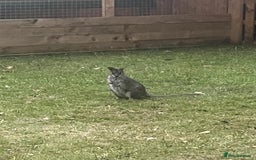 Mixed Breed livestock for sale: Male wallaby  - Image 2