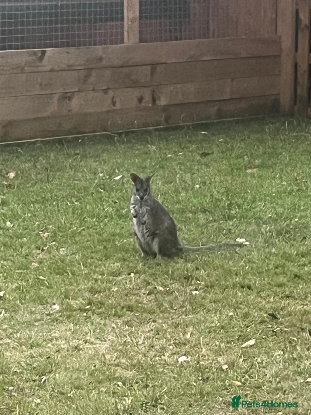 Mixed Breed livestock for sale: Male wallaby  - Image 2