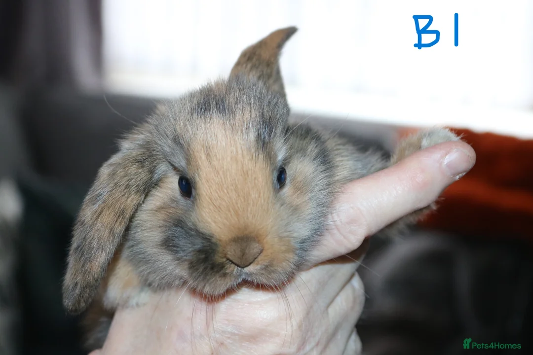 Mini Lop rabbits for sale: 5 Mini Lop x Mini Plush babies  - Advert 1