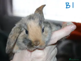 Mini Lop rabbits 5 Mini Lop x Mini Plush babies - Advert 1