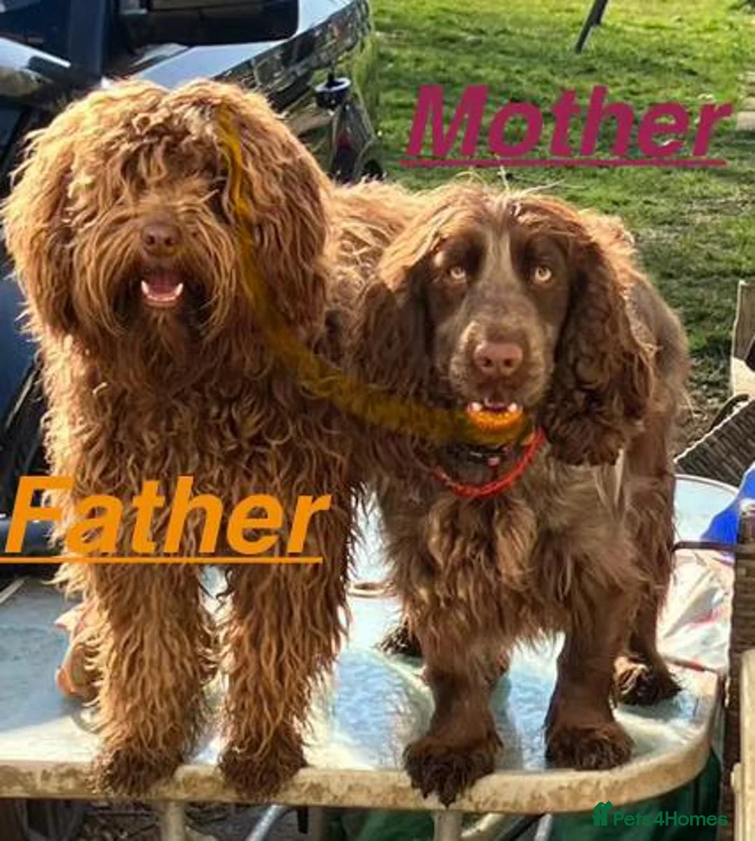 Cockapoo dogs for sale: (LAST BOY) Beautiful litter of 2 boys 2 girls - Advert 8