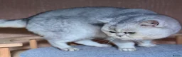 Scottish Fold cats for sale: Scottish straight male  - Advert 4