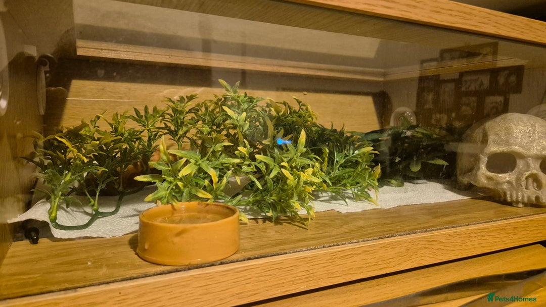 Snake reptiles for sale: Hognose  - Advert 3