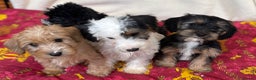 Mixed Breed dogs for sale: Beautiful Sealyham x poodle puppies  - Advert 3