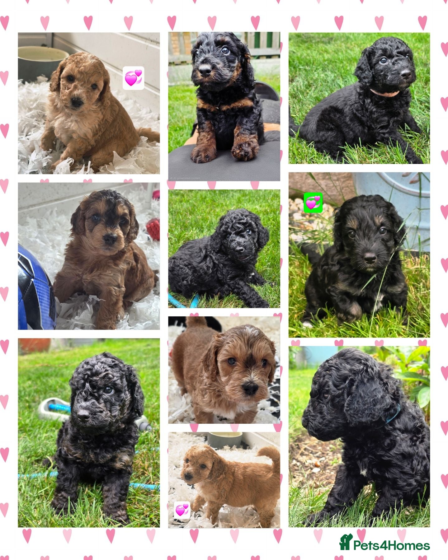 Cockapoo dogs Health Tested F1b Cockapoo Puppies - Advert 1