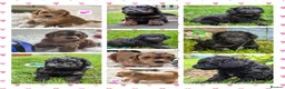 Cockapoo dogs for sale: Health Tested F1b Cockapoo Puppies - Advert 1