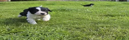Mixed Breed dogs for sale: Sprollies  - Advert 8