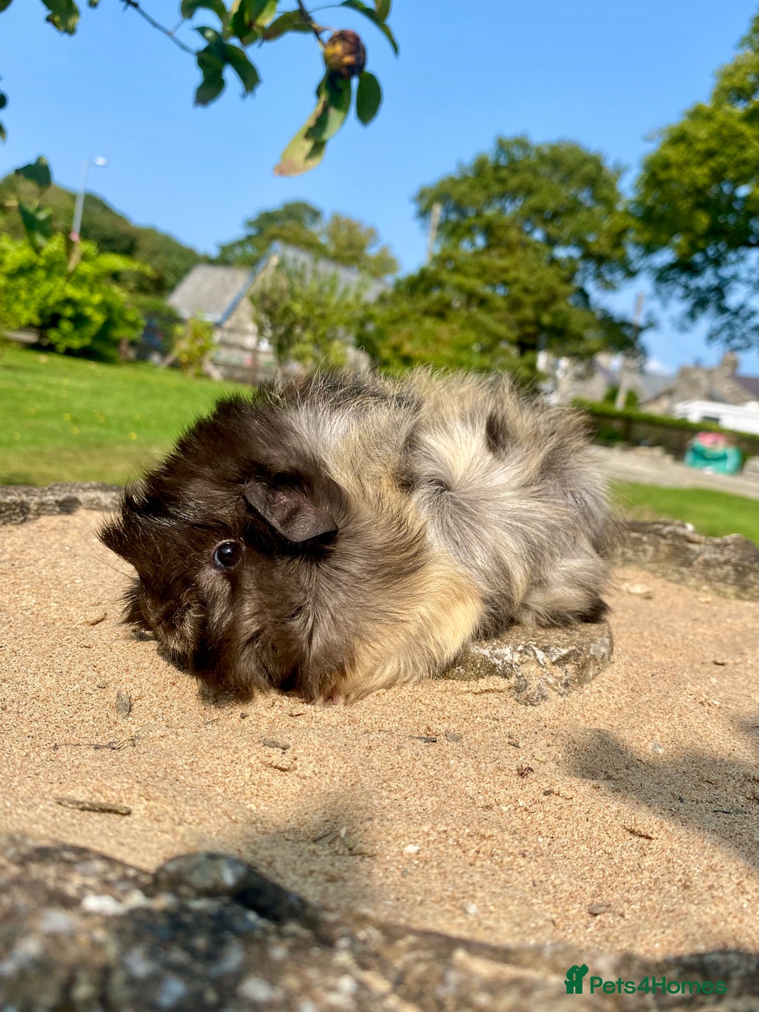Guinea Pig rodents for sale: Long haired Guinea Pigs For Sale - Image 18