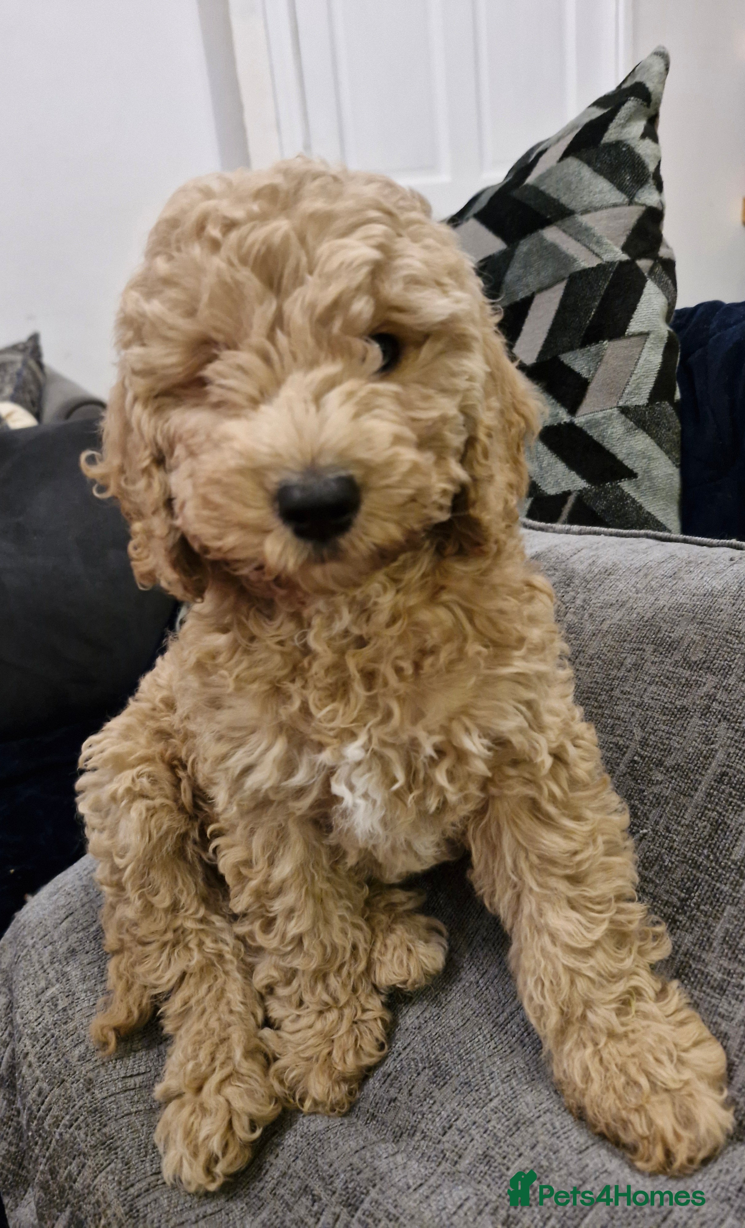 Cockapoo dogs  1 LEFT, READY NOW Health checked Cockapoo F2B - Advert 4