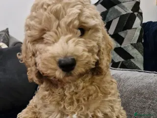 Cockapoo dogs 1 LEFT, READY NOW Health checked Cockapoo F2B - Advert 4