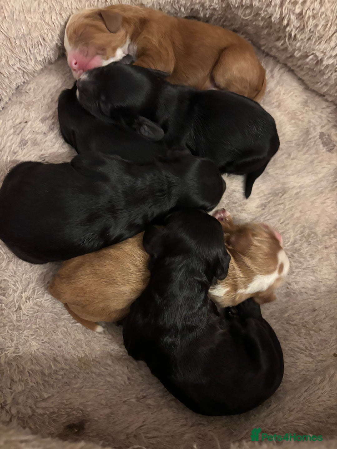 Cockapoo dogs for sale: F1 cockapoo  - Advert 6