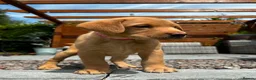 Labrador Retriever dogs for sale: Fox Red Labrador Puppy (Girl) - Advert 7