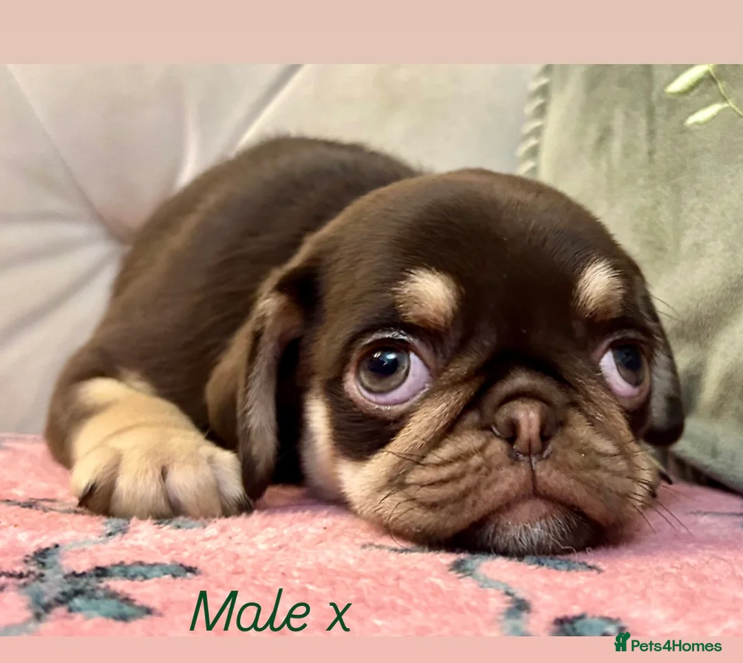 Pug dogs for sale: Stunning PUG puppies Boys & girls available  - Advert 2