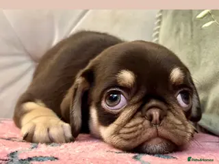 Pug dogs Stunning PUG puppies Boys & girls available - Advert 6