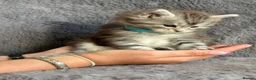 Maine Coon cats for sale: Beautiful Pedigree Kittens looking for Loving Home - Advert 8