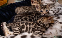 Bengal cats for sale: Bailey-TICA Bengal Girl, Excellent Genetic & Look - Image 20