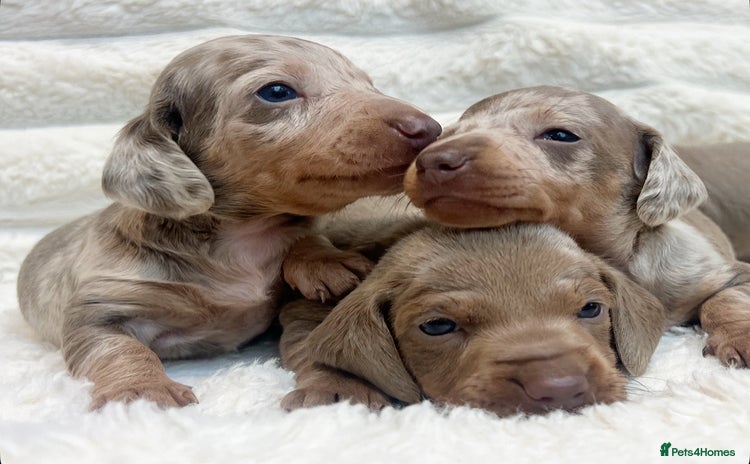 Miniature Dachshund dogs - Advert 2