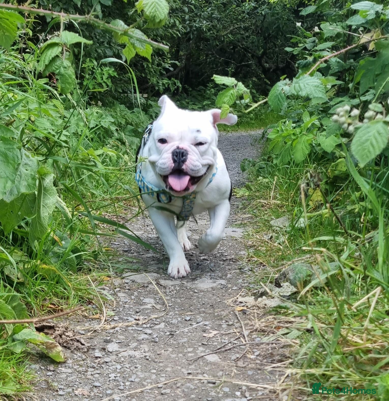Mixed Breed dogs for adoption: WINNIE 3yr old mixed breed - Advert 2