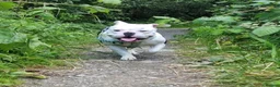 Mixed Breed dogs for adoption: WINNIE 3yr old mixed breed - Advert 1