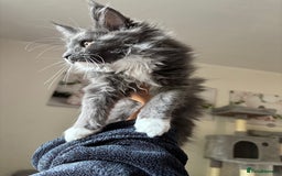 Maine Coon cats for sale: Brother and sister Maine coon kittens - Image 5