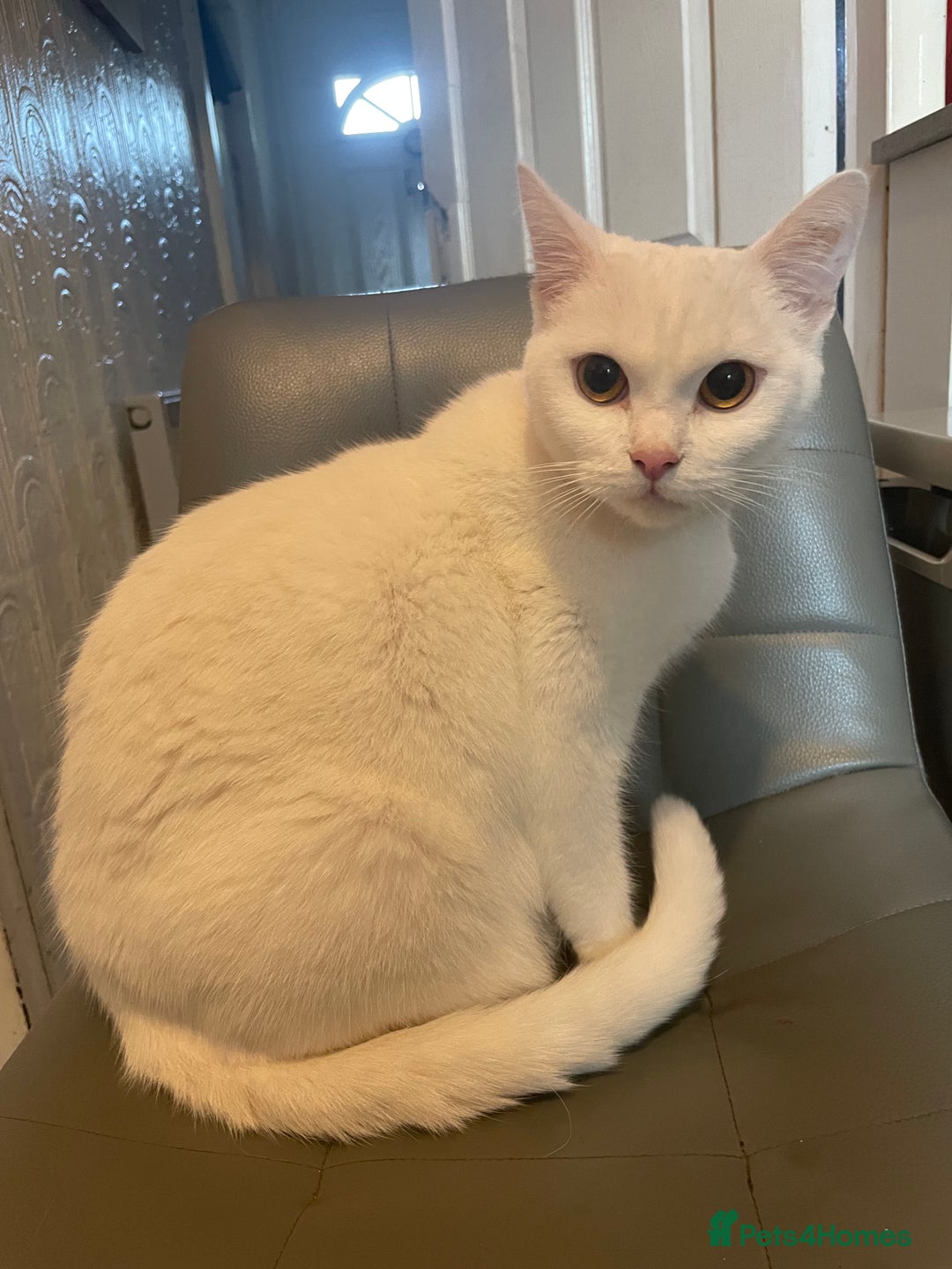 Domestic Shorthair cats for sale: Kittens ready to reserve  - Advert 18