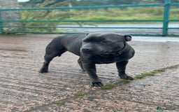 Staffordshire Bull Terrier dogs for sale: Quality black stafford males in Carlisle - Image 16