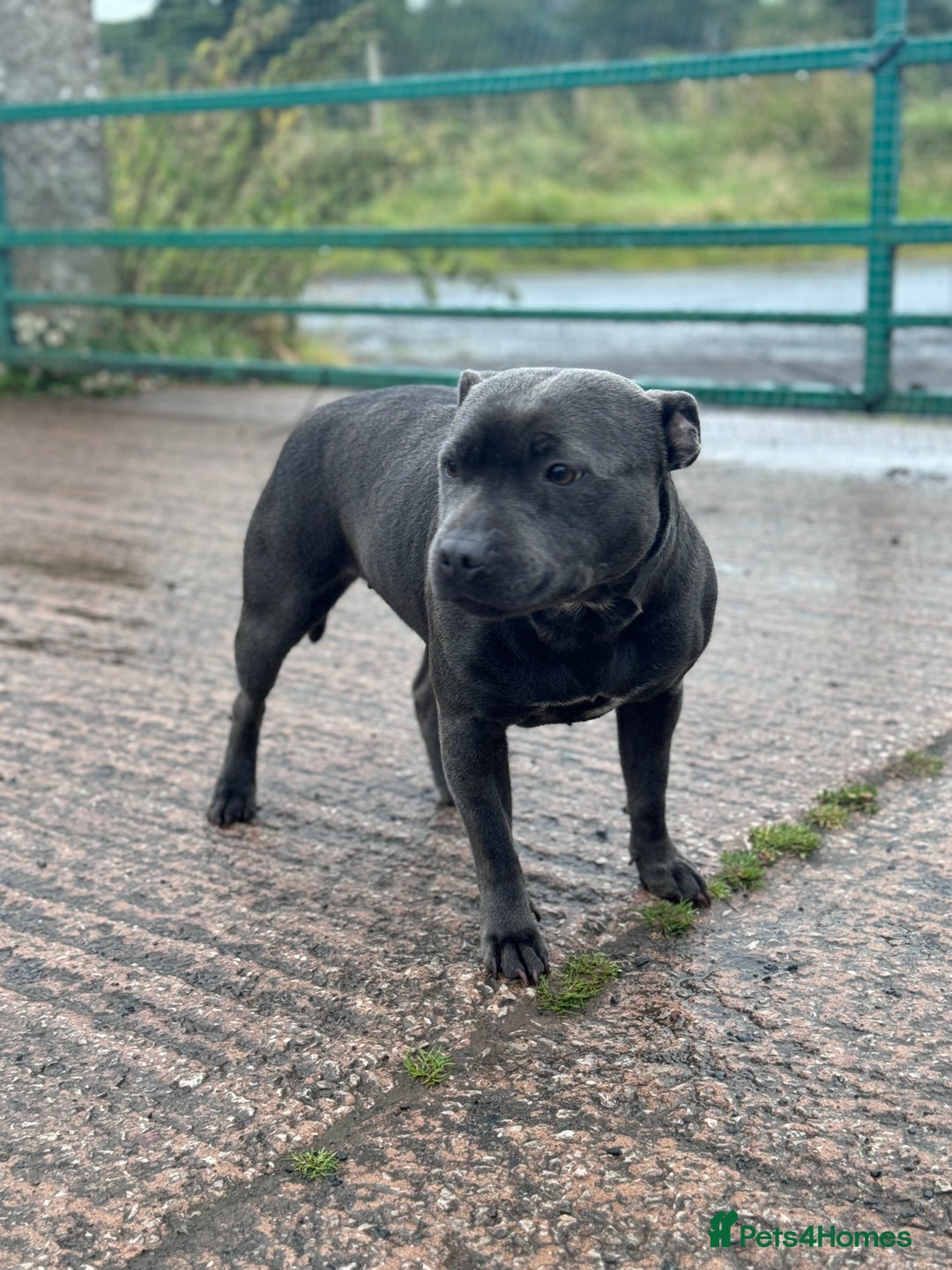 Staffordshire Bull Terrier dogs for sale: Quality black stafford males in Carlisle - Image 16