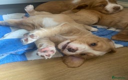 Cocker Spaniel dogs for sale: Golden & Red Working Cocker Spaniel Puppies - Image 13