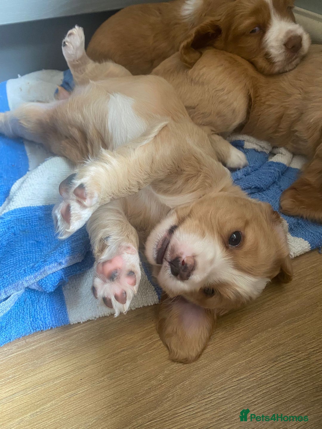 Cocker Spaniel dogs for sale: Golden & Red Working Cocker Spaniel Puppies - Image 13